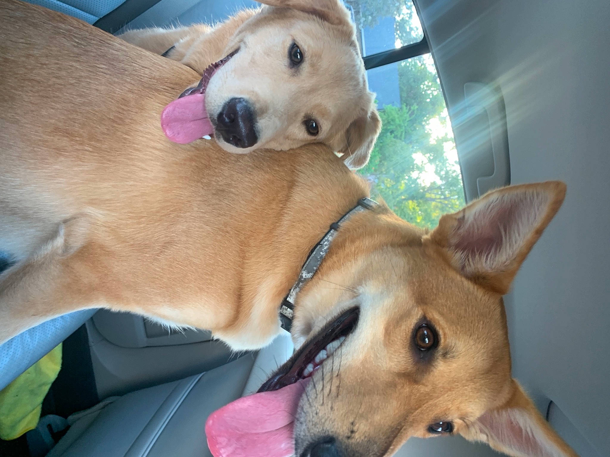 Rin is registered to the contest to win money with this photo: canidae, carnivore, clock, collar, companion_dog, dog, dog_breed, dog_collar, dog_supply, ear, fawn, jaw, mammal, paw, pet_supply, smile, snout, sporting_group, whiskers, working_animal