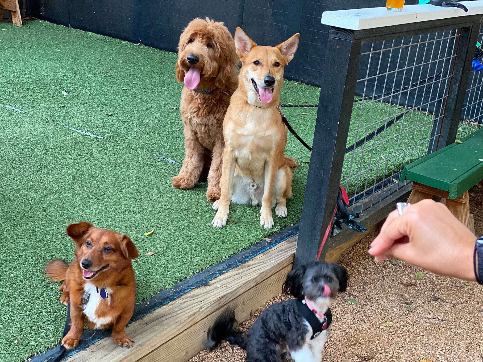 Rin joined the competition — help win amazing prizes! carnivore, chair, collar, companion_dog, dog, dog_breed, dog_clothes, dog_collar, dog_supply, fawn, fence, grass, leash, leisure, mammal, pet_supply, snout, toy, toy_dog, vertebrate