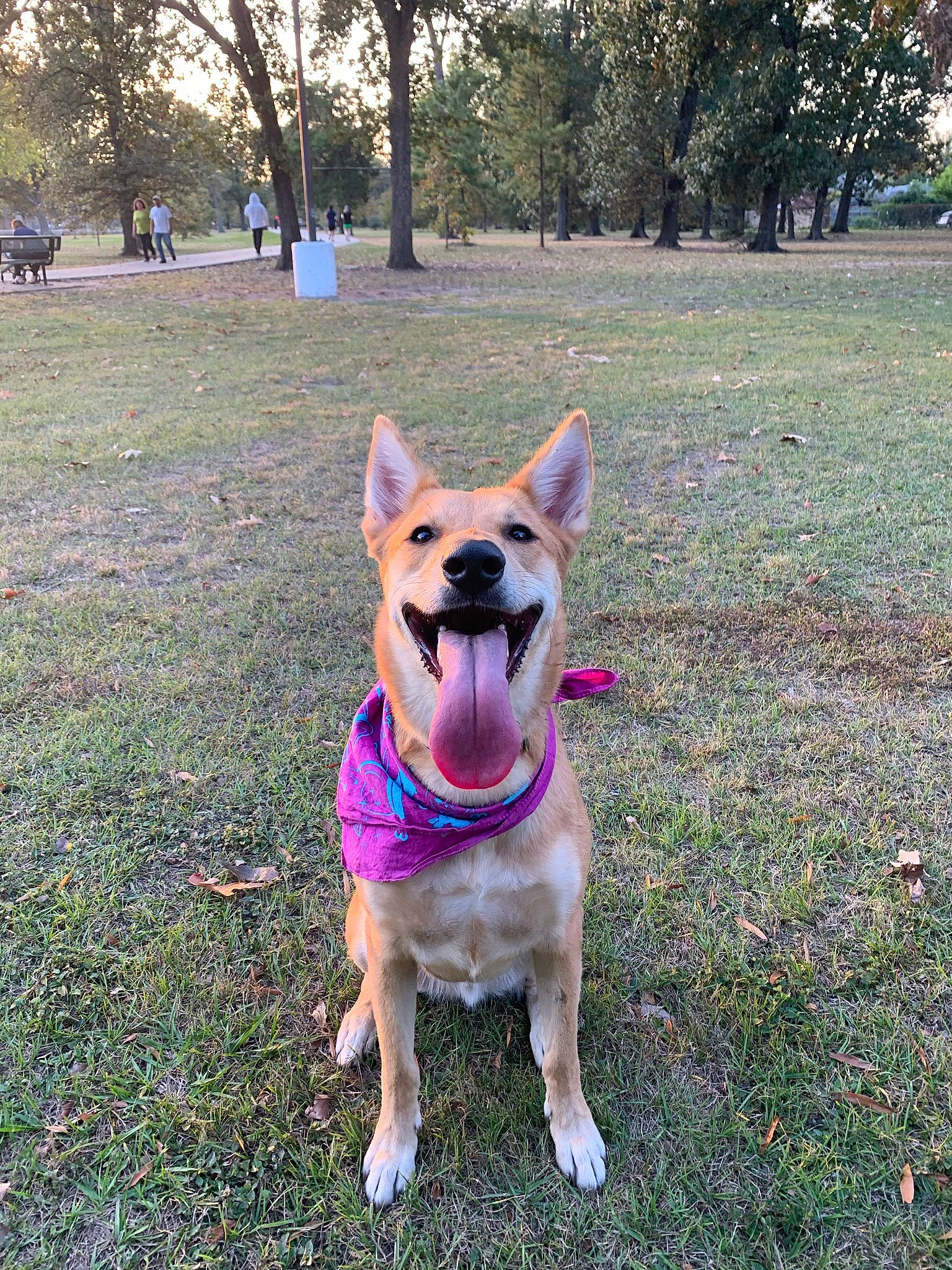 Rin joined the competition — help win amazing prizes! canidae, carnivore, collar, companion_dog, dog, dog_breed, dog_clothes, dog_collar, dog_supply, fashion_accessory, fawn, grass, leash, plant, snout, sporting_group, tail, toy_dog, tree, working_animal