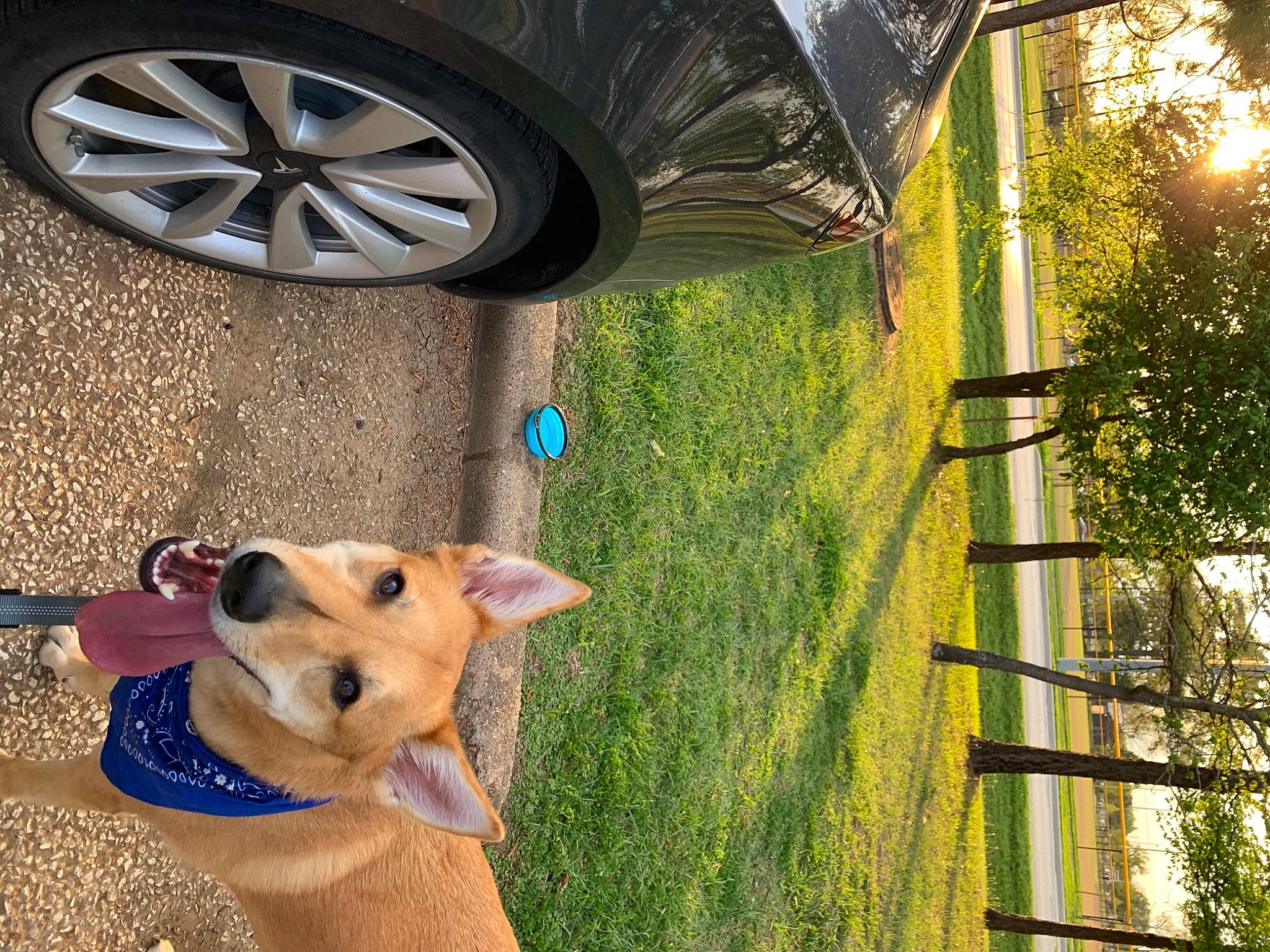 Rin joined the competition — help win amazing prizes! alloy_wheel, automotive_lighting, automotive_tire, car, carnivore, dog, dog_breed, fawn, hood, hubcap, light, motor_vehicle, plant, synthetic_rubber, tire, tread, tree, vehicle, wheel, wood