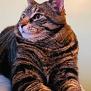 Nala joined the competition — help win amazing prizes! abyssinian, animal, cat, egyptiancat, hardwood, kitten, manx, pet, wood