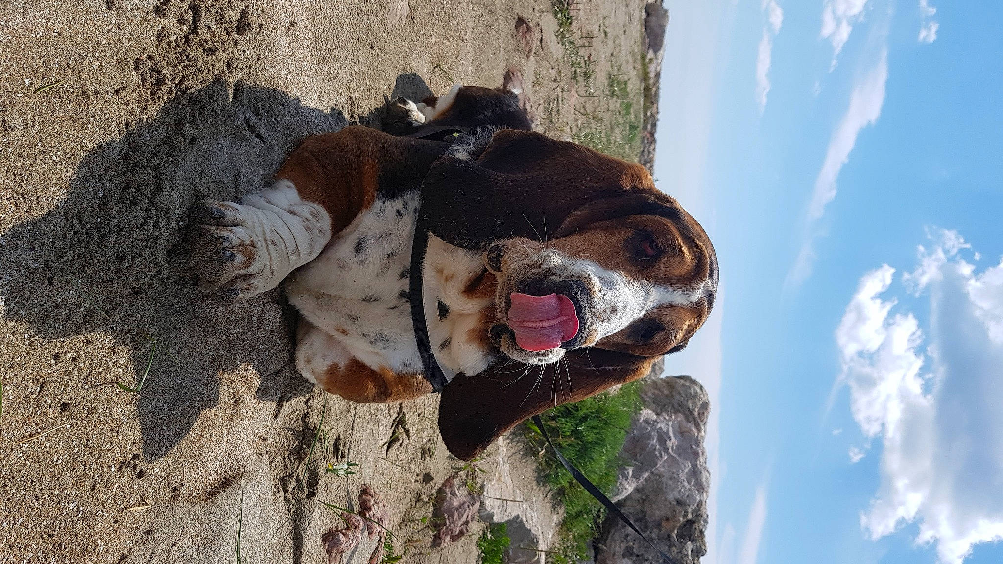 Firmin a rejoint le concours — aidez-le/la à gagner de superbes lots ! basset_hound, carnivore, cloud, collar, companion_dog, dog, dog_breed, fawn, landscape, pack_animal, plant, sky, snout, sporting_group, terrestrial_animal, tree, trunk, wilderness, wood, working_animal