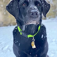 Pollie participe au concours pour gagner de l'argent avec cette photo : dog, labrador, black_dog, snow, winter, outdoor, pet, animal, collar, neon_green, fur, snowflakes, portrait, sitting, looking_up, canine, tag, nature, cute, cold
