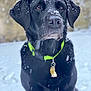 dog, labrador, black_dog, snow, winter, outdoor, pet, animal, collar, neon_green, fur, snowflakes, portrait, sitting, looking_up, canine, tag, nature, cute, cold