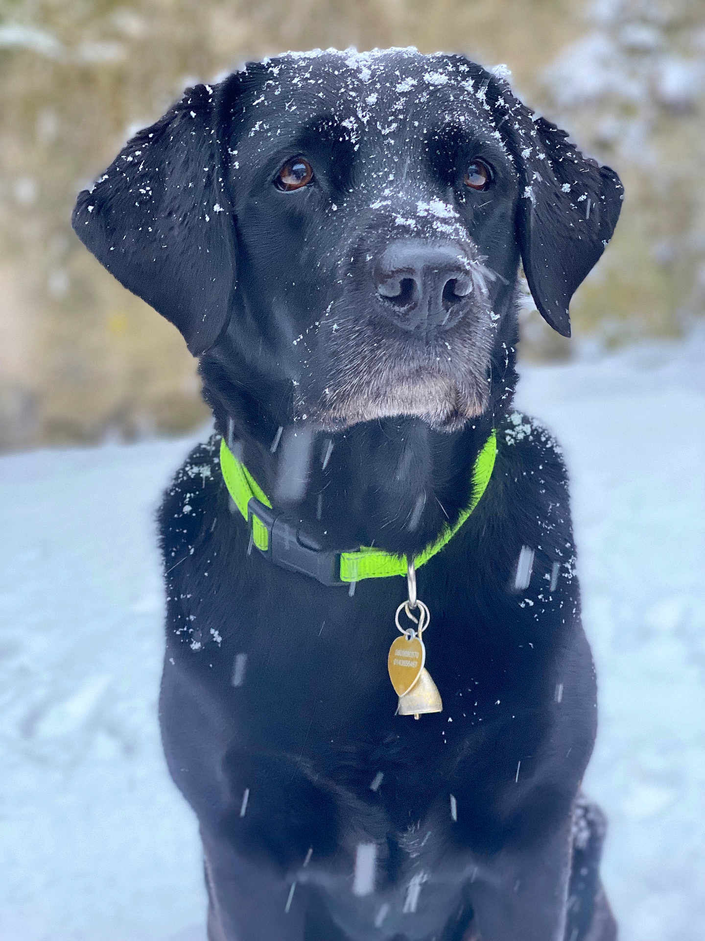 Pollie participe au concours pour gagner de l'argent avec cette photo : dog, labrador, black_dog, snow, winter, outdoor, pet, animal, collar, neon_green, fur, snowflakes, portrait, sitting, looking_up, canine, tag, nature, cute, cold