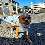 Jewels is registered to the contest to win money with this photo: dog, small_dog, leash, blue_dress, daisy_pattern, happy, tongue_out, outdoor, sidewalk, sunny, shadow, urban, buildings, bench, trash_cans, tail, walking, pet, daytime, close_up
