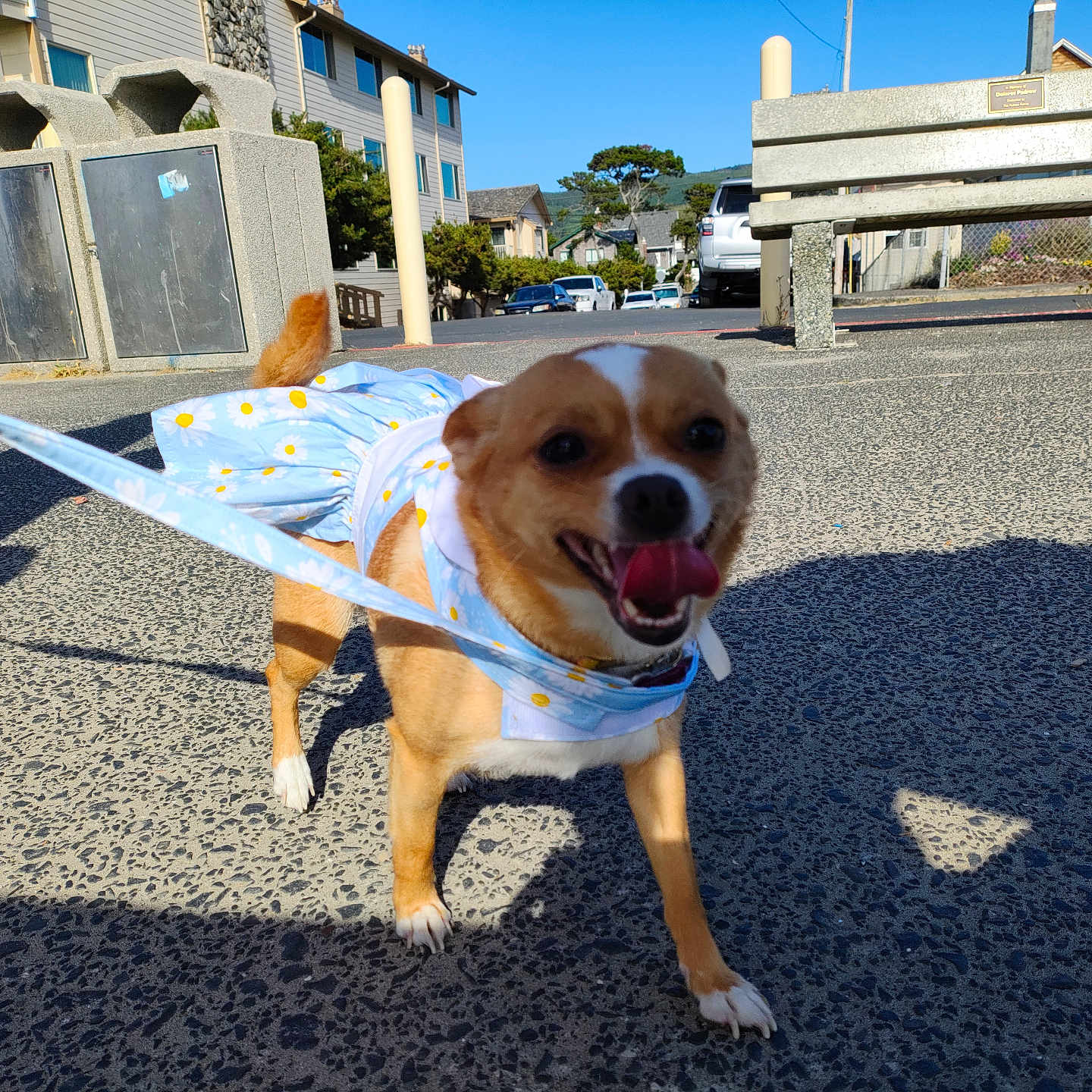 Jewels is registered to the contest to win money with this photo: bench, blue_dress, buildings, close_up, daisy_pattern, daytime, dog, happy, leash, outdoor, pet, shadow, sidewalk, small_dog, sunny, tail, tongue_out, trash_cans, urban, walking