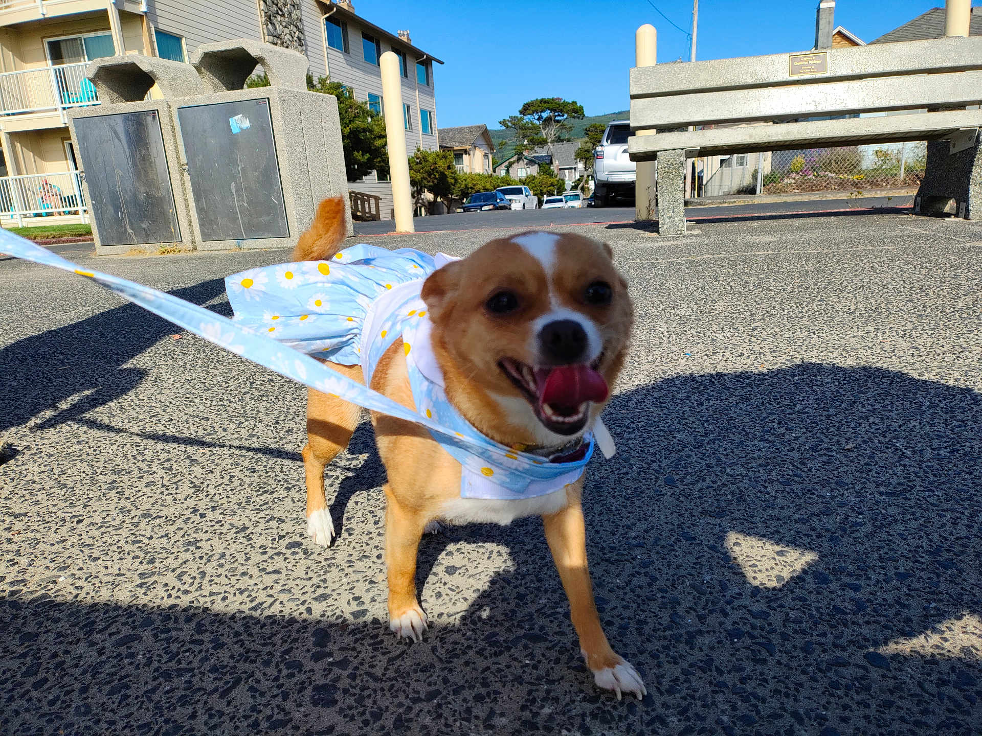 Jewels is registered to the contest to win money with this photo: dog, small_dog, leash, blue_dress, daisy_pattern, happy, tongue_out, outdoor, sidewalk, sunny, shadow, urban, buildings, bench, trash_cans, tail, walking, pet, daytime, close_up
