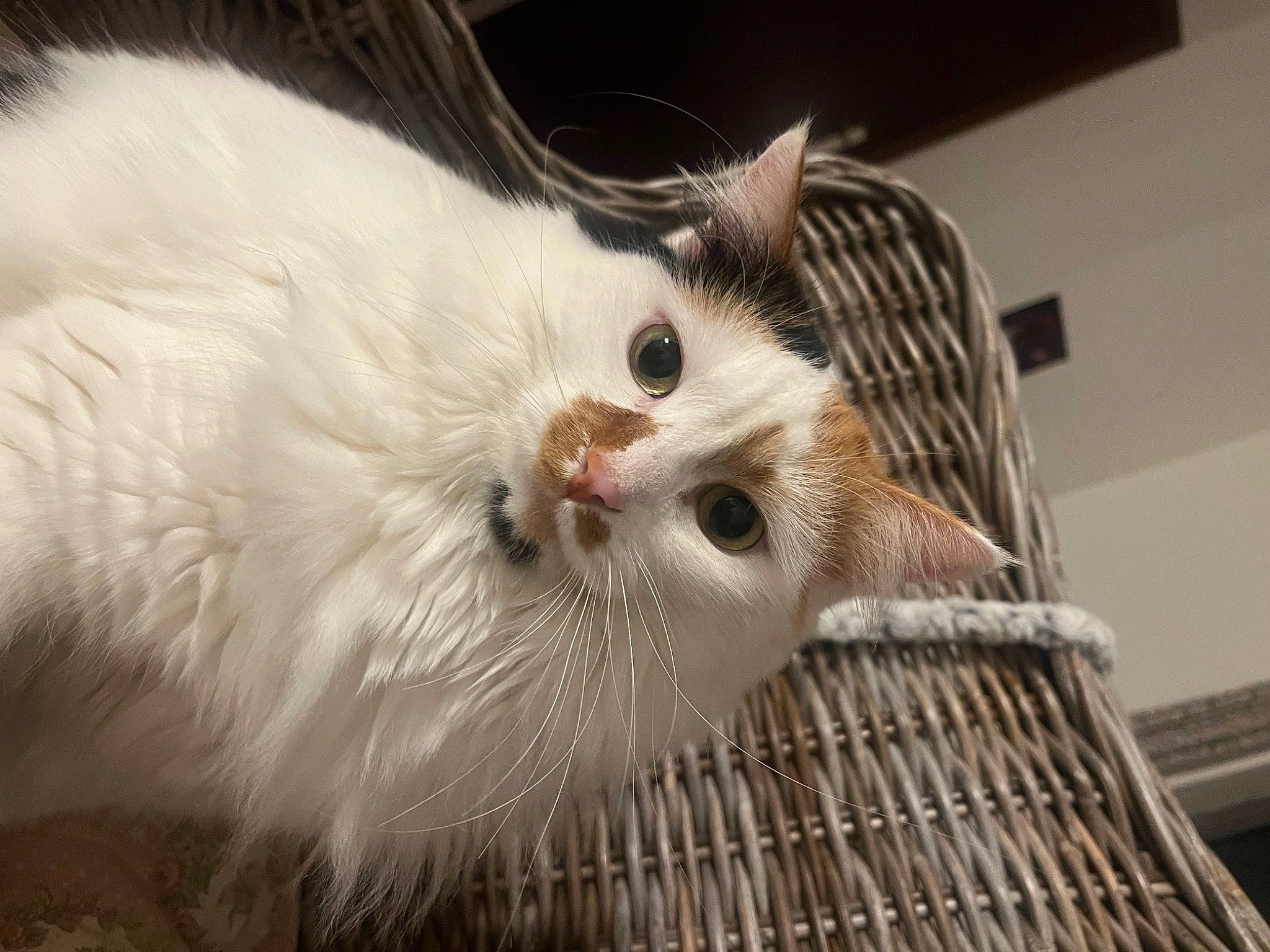 Poppy a rejoint le concours — aidez-le/la à gagner de superbes lots ! carnivore, cat, claw, domestic_short_haired_cat, fawn, felidae, fur, paw, pet_supply, plant, small_to_medium_sized_cats, snout, terrestrial_animal, whiskers