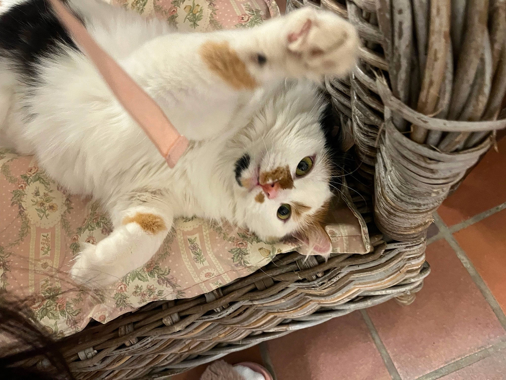 Poppy participe au concours pour gagner de l'argent avec cette photo : basket, carnivore, cat, claw, comfort, companion_dog, domestic_short_haired_cat, fawn, felidae, flooring, fur, mammal, paw, photo_caption, small_to_medium_sized_cats, snout, tail, vertebrate, whiskers, wood