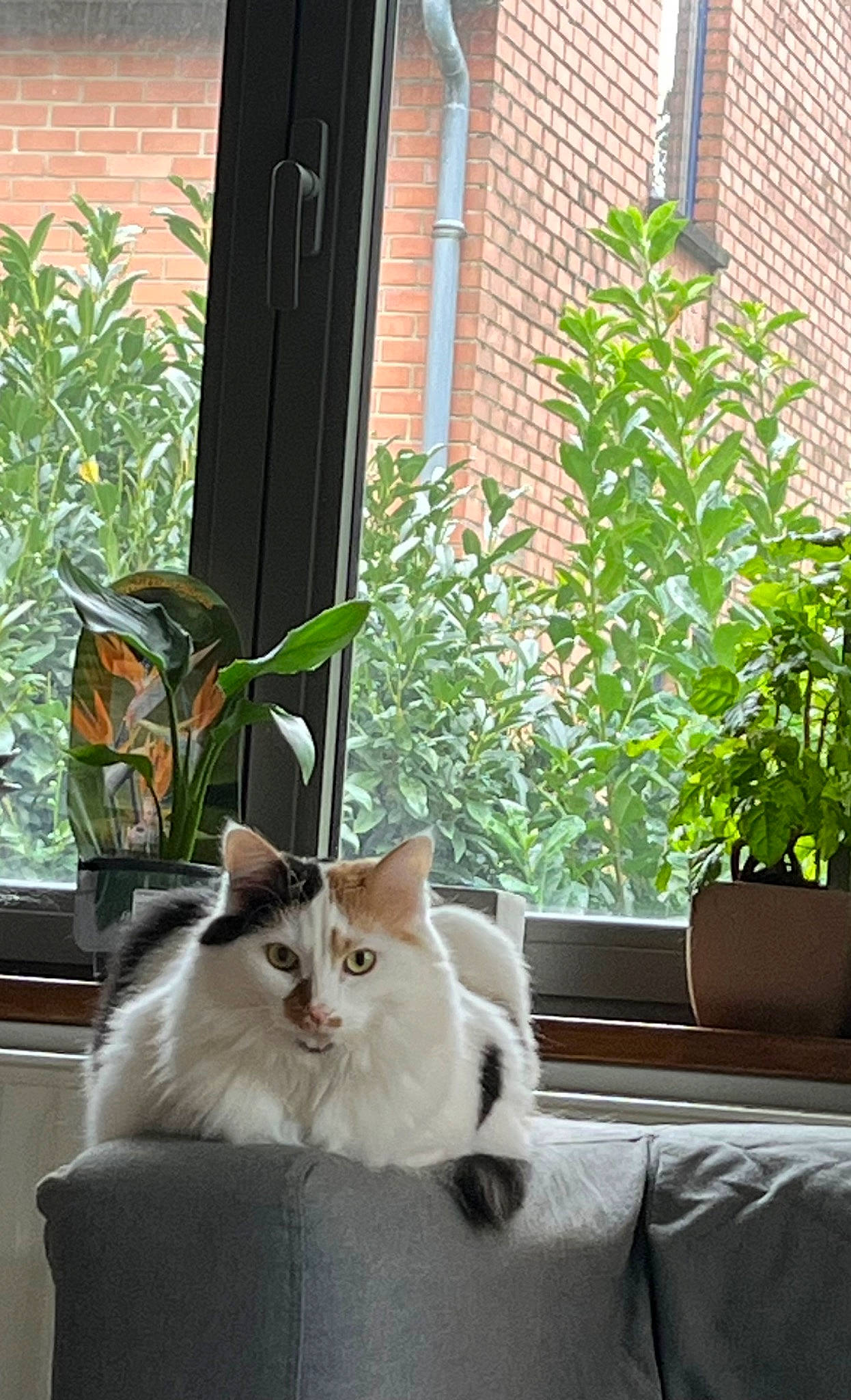 Poppy participe au concours pour gagner de l'argent avec cette photo : carnivore, cat, comfort, couch, door, felidae, flowerpot, fur, grass, houseplant, interior_design, light, morning, plant, small_to_medium_sized_cats, sunlight, tail, whiskers, window, wood