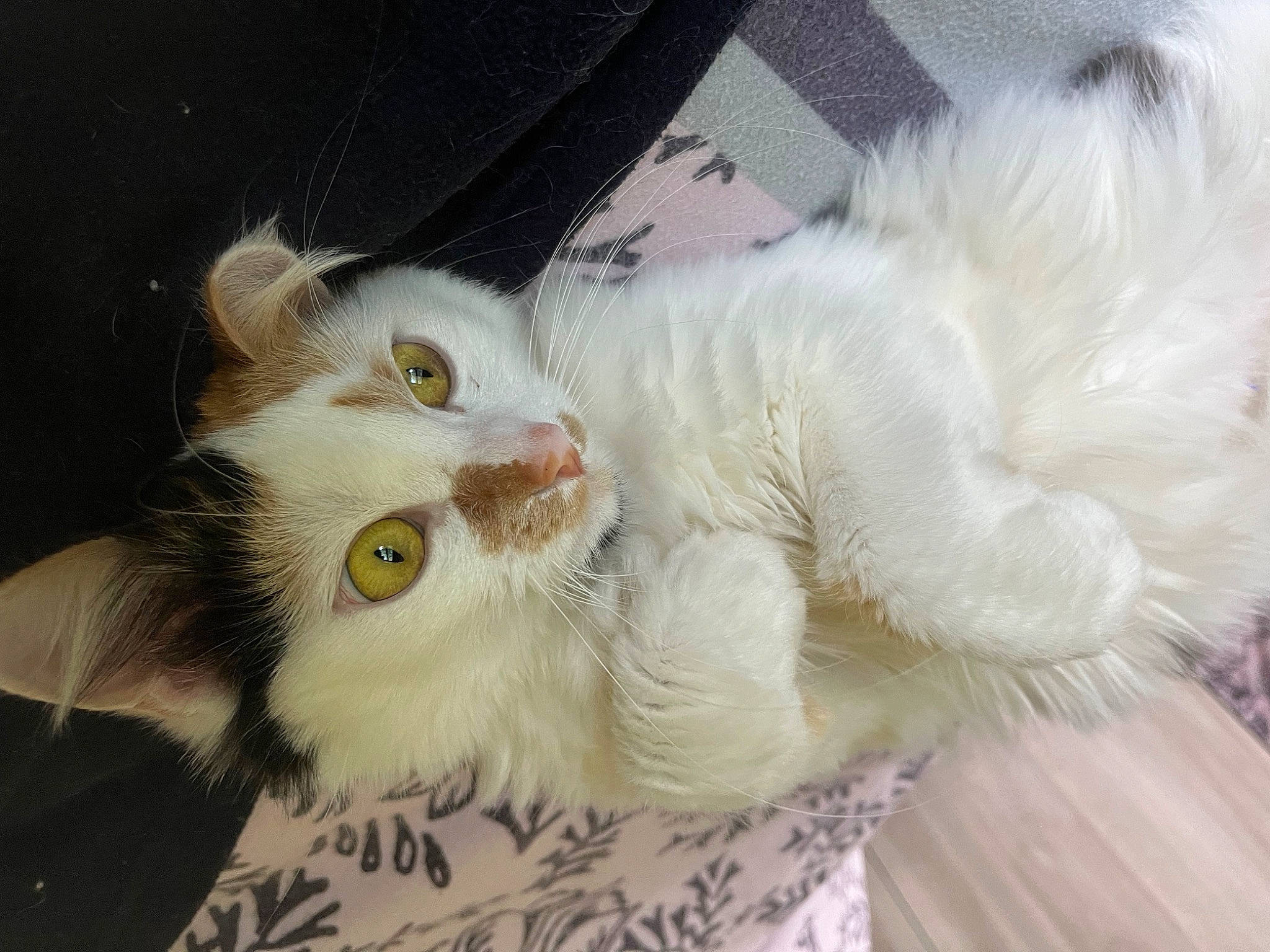 Poppy participe au concours pour gagner de l'argent avec cette photo : carnivore, cat, claw, comfort, domestic_short_haired_cat, ear, eye, fawn, felidae, fur, head, paw, plant, small_to_medium_sized_cats, snout, tail, whiskers