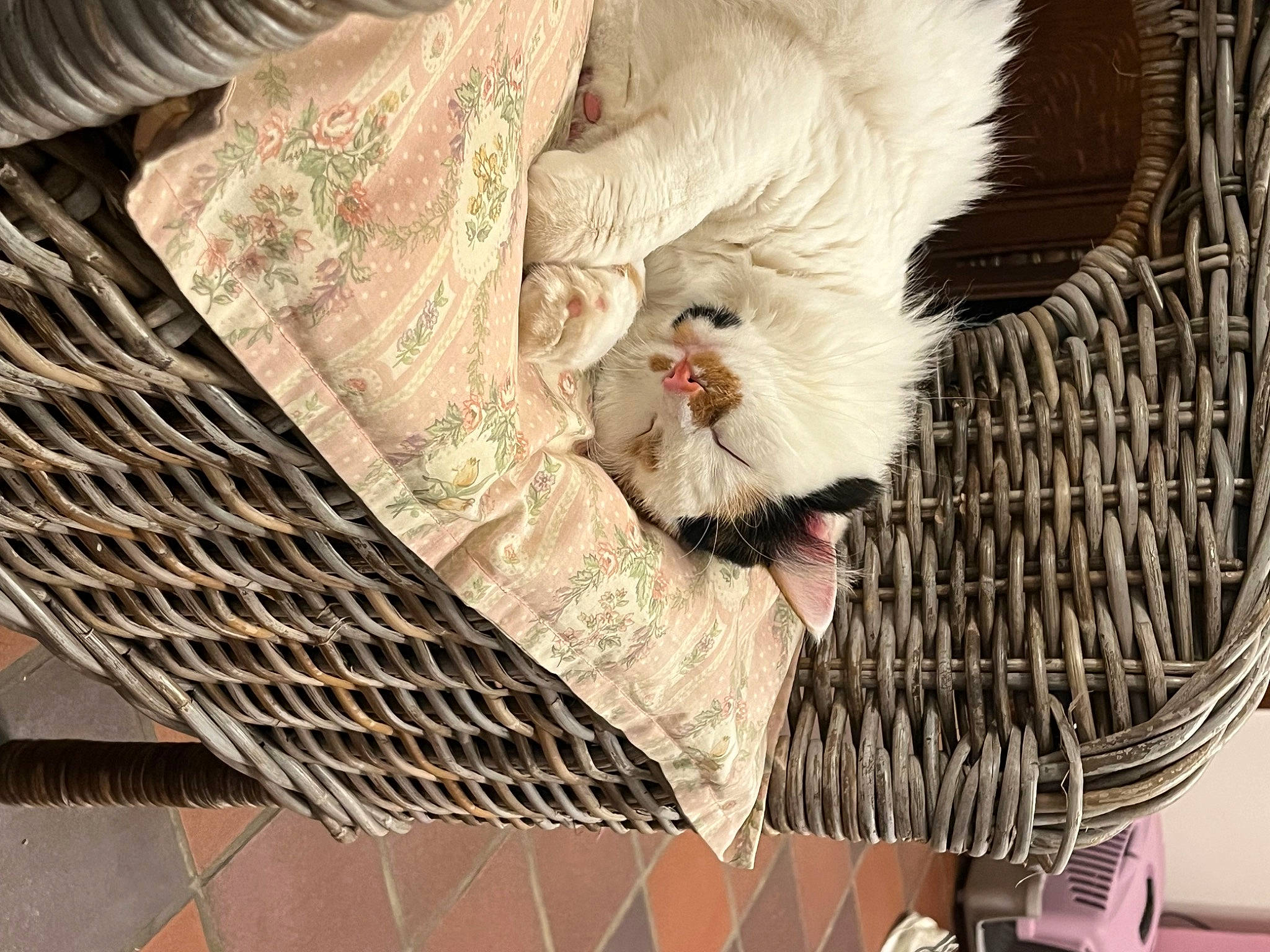 Poppy participe au concours pour gagner de l'argent avec cette photo : animal_shelter, beak, bird, cage, carnivore, claw, cockatoo, comfort, feather, felidae, fur, mesh, pet_supply, poultry, small_to_medium_sized_cats, tail, textile, whiskers, wing, wood