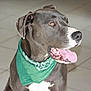 Urko a rejoint le concours — aidez-le/la à gagner de superbes lots ! dog, gray_dog, green_bandana, tongue_out, indoor, tiled_floor, pet, animal, canine, alert, happy, portrait, white_markings, sitting, domestic_animal, friendly, closeup, muzzle, ears, companion
