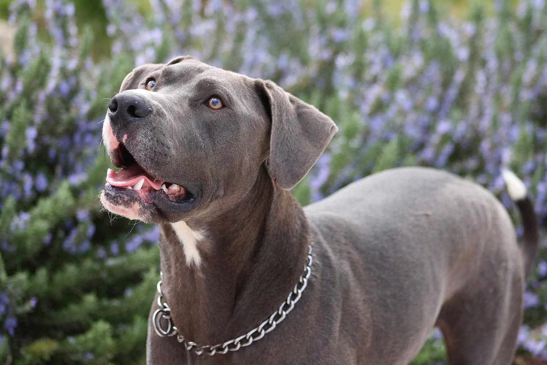 Urko a rejoint le concours — aidez-le/la à gagner de superbes lots ! dog, gray_dog, chain_collar, outdoor, flower, greenery, pet, canine, looking_up, close_up, fur, animal, nature, portrait, mammal, ears, snout, teeth, tongue, garden