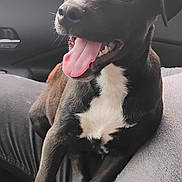 Blacksta is registered to the contest to win money with this photo: dog, puppy, black_and_white, tongue_out, happy, pet, indoor, car_interior, seat, lap, animal, cute, smiling, young_dog, fur, paw, close_up, domestic_animal, window, nature_background