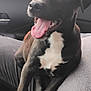 dog, puppy, black_and_white, tongue_out, happy, pet, indoor, car_interior, seat, lap, animal, cute, smiling, young_dog, fur, paw, close_up, domestic_animal, window, nature_background