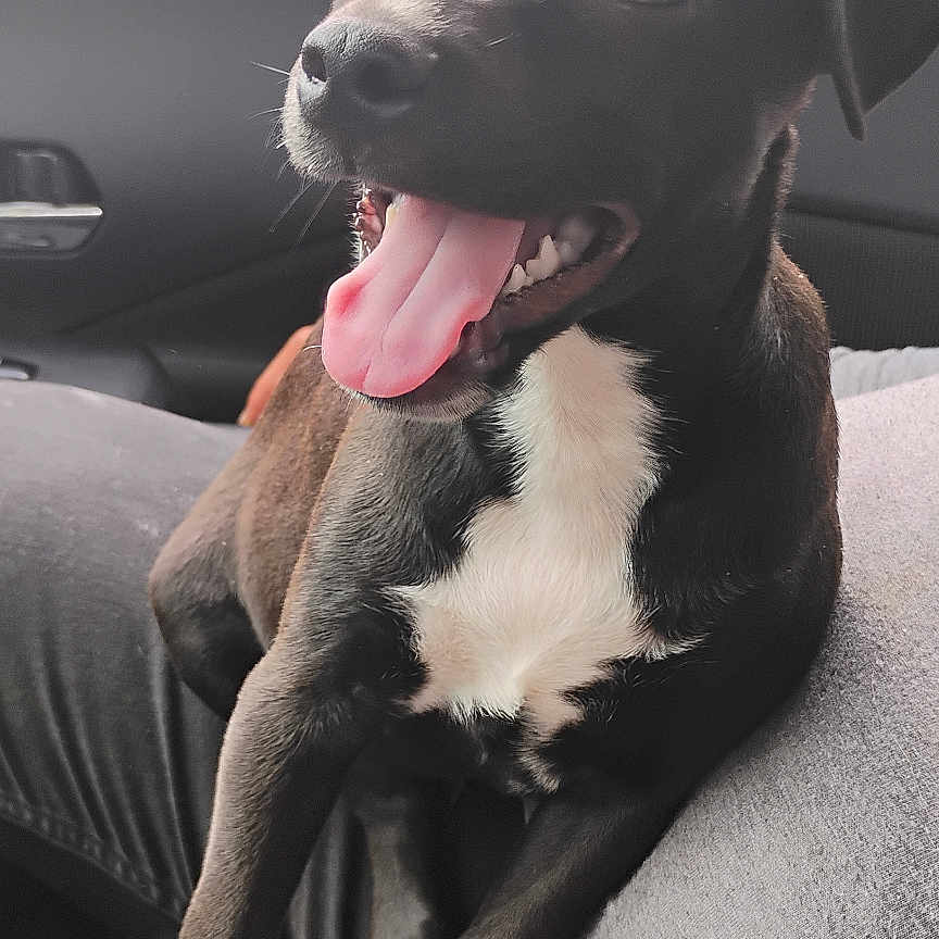 Blacksta is registered to the contest to win money with this photo: animal, black_and_white, car_interior, close_up, cute, dog, domestic_animal, fur, happy, indoor, lap, nature_background, paw, pet, puppy, seat, smiling, tongue_out, window, young_dog