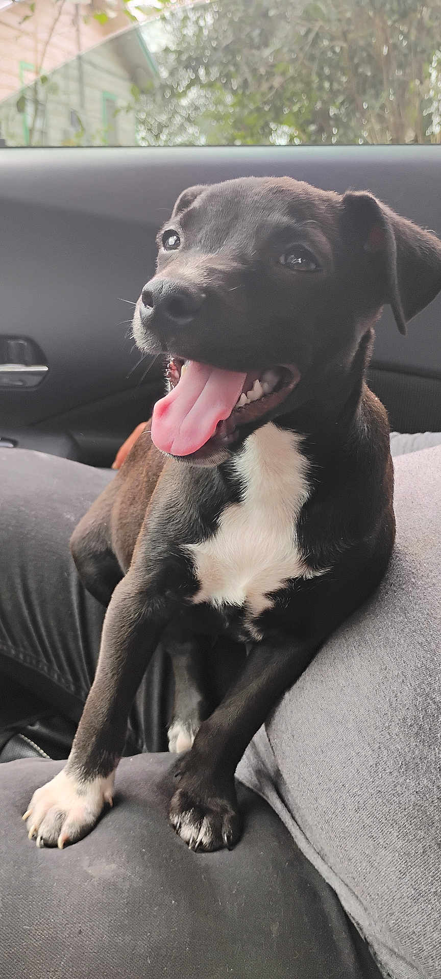 Blacksta is registered to the contest to win money with this photo: dog, puppy, black_and_white, tongue_out, happy, pet, indoor, car_interior, seat, lap, animal, cute, smiling, young_dog, fur, paw, close_up, domestic_animal, window, nature_background