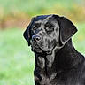 alert, animal, black_labrador, calm, canine, companion, daylight, dog, domestic_animal, focused, friendly, furry, grass, looking_away, mammal, nature, outdoor, pet, portrait, side_view