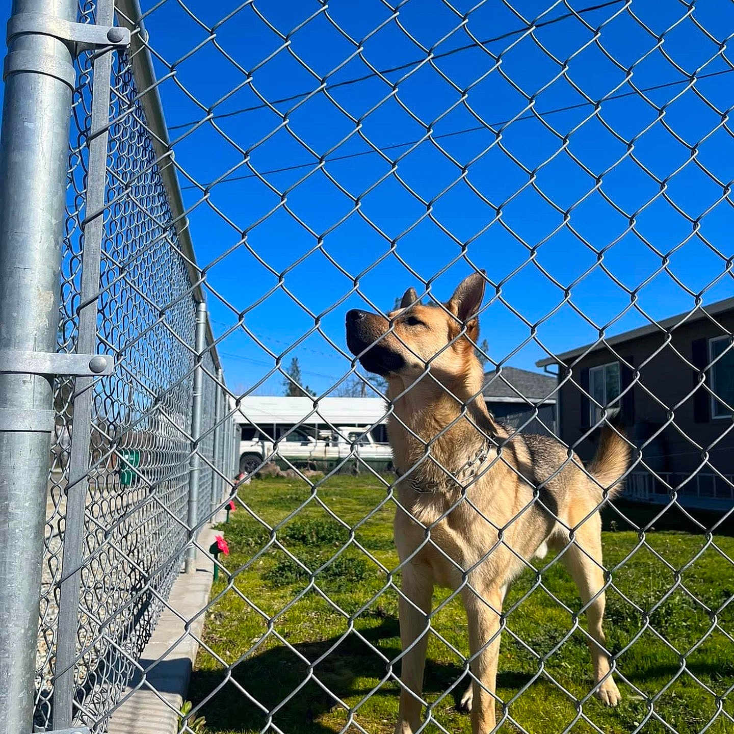 Taz joined the competition — help win amazing prizes! animal, backyard, canine, den, dog, doghouse, fence, germanshepherd, indoors, kennel, machine, nature, outdoors, pet, racket, sport, tennis, tennisracket, wheel, yard