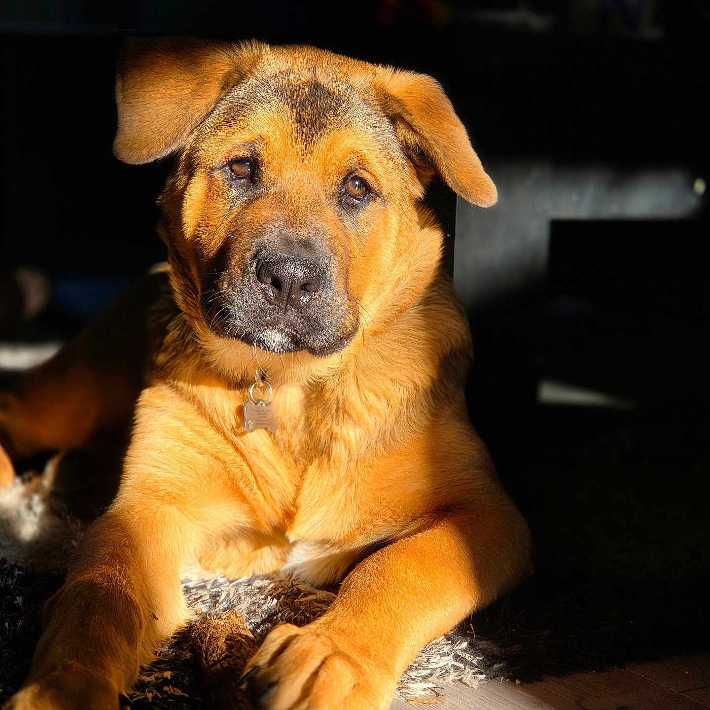 Odin is registered to the contest to win money with this photo: dog, brown_dog, lying_down, indoor, sunlight, wooden_floor, paw, stick, pet, animal, canine, fur, collar, tag, relaxed, closeup, shadow, portrait, cute, companion