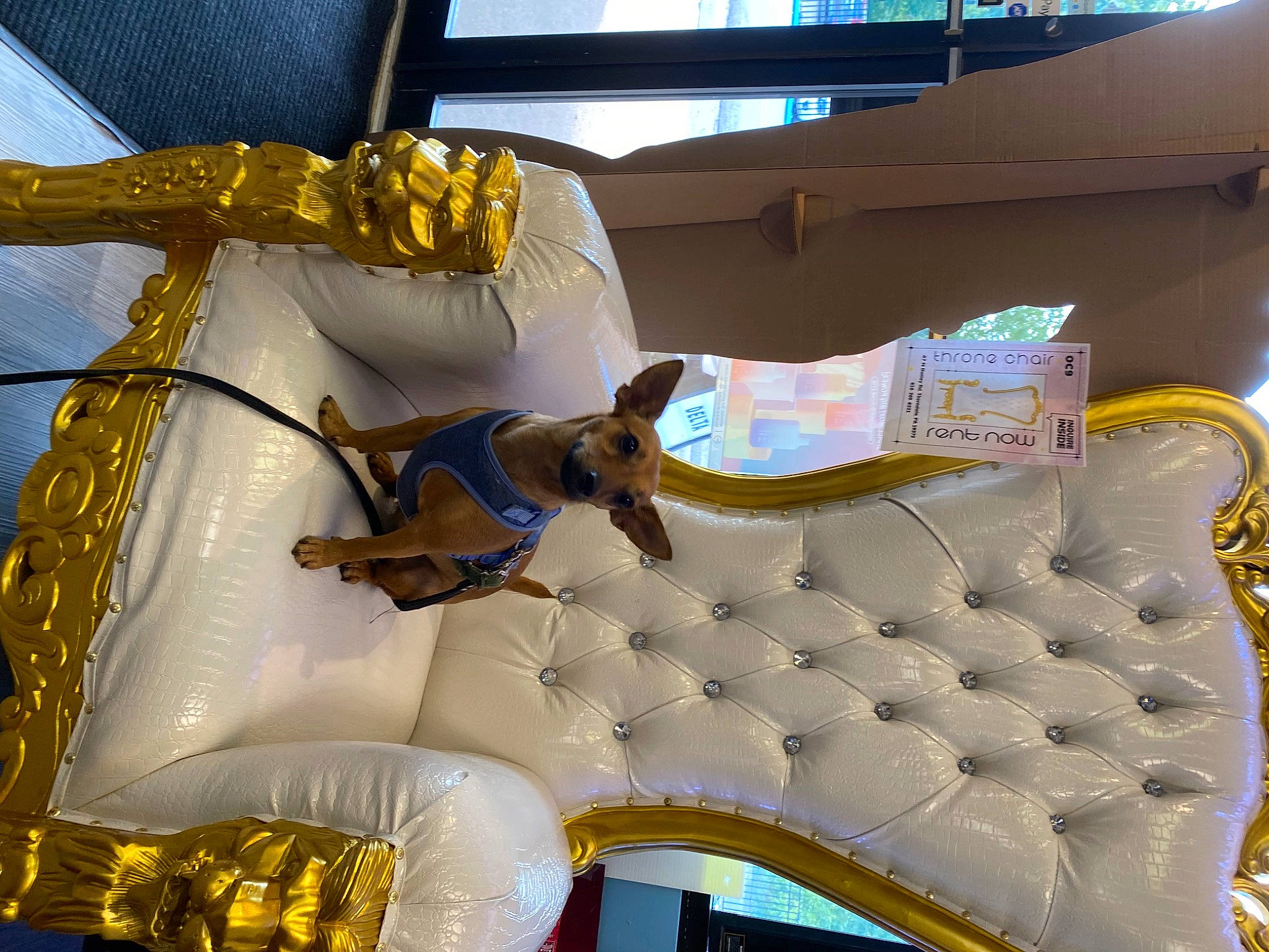 Pip is registered to the contest to win money with this photo: art, carnivore, companion_dog, dog, dog_breed, event, fawn, fun, leisure, metal, recreation, room, world, yellow