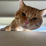 Natsu joined the competition — help win amazing prizes! cat, ginger_cat, tabby, close_up, whiskers, pink_nose, curious, indoor, pet, feline, animal, looking_down, ears, face, fur, eyes, muzzle, portrait, cute, domestic_cat