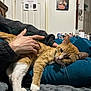 cat, ginger_cat, white_paws, hand, petting, blanket, indoor, door, wall_art, furniture, relaxation, cozy, person, stretching, fur, whiskers, home, comfort, cushion, warm