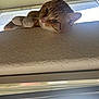 Natsu is registered to the contest to win money with this photo: cat, orange_tabby, window, ledges, indoor, relaxed, sleepy, animal, feline, pet, curious, whiskers, paws, ears, face, closeup, daylight, texture, wall, natural_light
