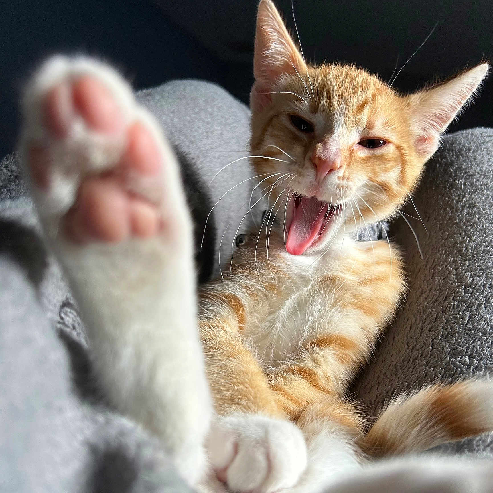 Natsu is registered to the contest to win money with this photo: adorable, animal, blanket, cat, close_up, cozy, cute, feline, fur, indoor, kitten, orange_tabby, paw, pet, playful, relaxed, resting, soft, whiskers, yawning