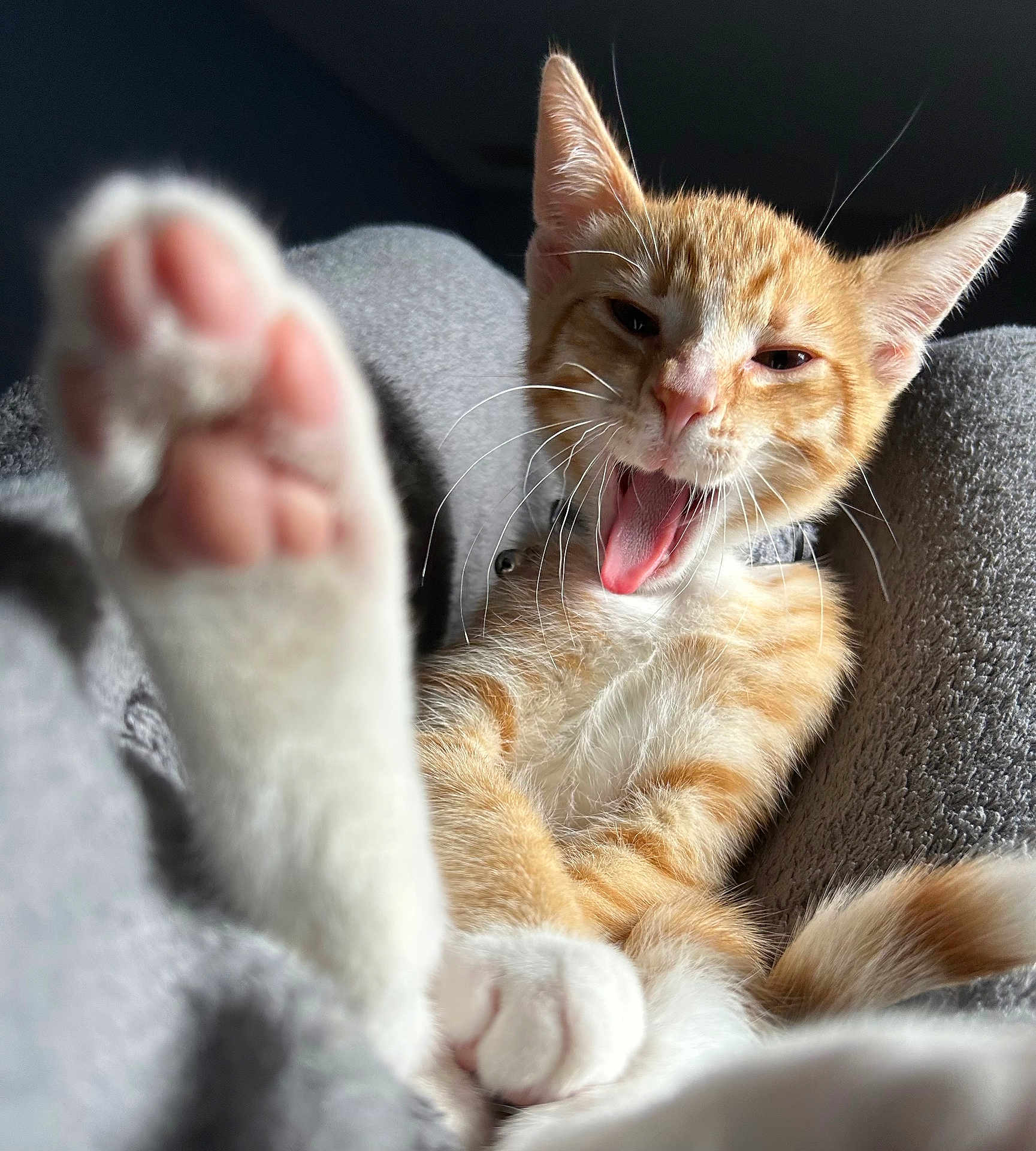 Natsu is registered to the contest to win money with this photo: kitten, cat, orange_tabby, paw, yawning, whiskers, indoor, blanket, soft, cute, pet, animal, feline, relaxed, cozy, fur, close_up, playful, adorable, resting