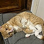 Natsu joined the competition — help win amazing prizes! cat, orange_tabby, white_paws, pet, animal, indoor, resting, curled_up, mat, fur, whiskers, ears, home, door, cabinet, floor, relaxed, cute, domestic_cat, sleepy