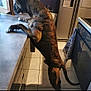 animal, appliance, brindle, cabinet, counter, curious, dog, domestic, exploration, floor, front_paws, hind_legs, indoors, kitchen, pet, refrigerator, standing, tile, tiled_floor, towel