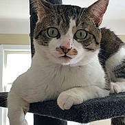 Grayson is registered to the contest to win money with this photo: cat, tabby, white_fur, indoor, pet, feline, cat_tree, curious, wide_eyes, whiskers, resting, paw, close_up, fur, animal, household, window, daylight, cute, domestic_cat