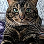 cat, tabby_cat, close_up, green_eyes, whiskers, fur, pet, animal, indoor, portrait, stretching, paws, mammal, striped, domestic_cat, feline, cute, household, focused, background