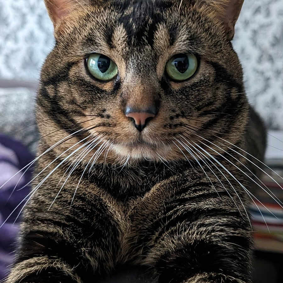 Guizmo participe au concours pour gagner de l'argent avec cette photo : animal, background, cat, close_up, cute, domestic_cat, feline, focused, fur, green_eyes, household, indoor, mammal, paws, pet, portrait, stretching, striped, tabby_cat, whiskers