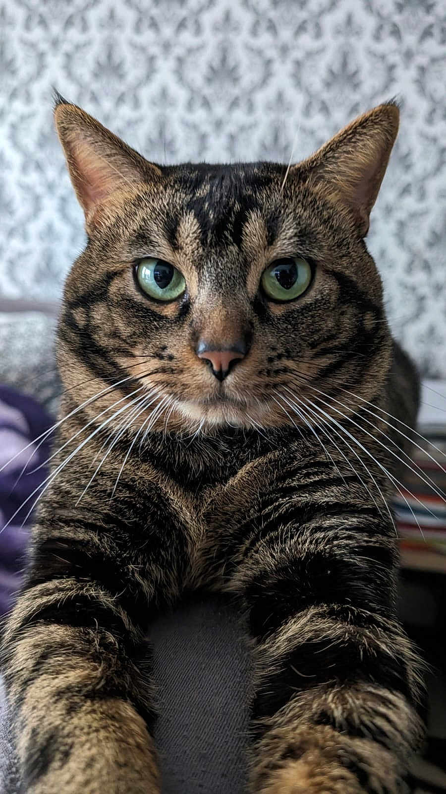 Guizmo participe au concours pour gagner de l'argent avec cette photo : cat, tabby_cat, close_up, green_eyes, whiskers, fur, pet, animal, indoor, portrait, stretching, paws, mammal, striped, domestic_cat, feline, cute, household, focused, background