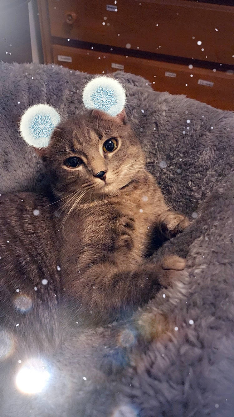 Snowstorm joined the competition — help win amazing prizes! art, carnivore, cat, domestic_short_haired_cat, drinkware, event, fawn, felidae, fur, illustration, iris, photo_caption, small_to_medium_sized_cats, snout, tail, terrestrial_animal, whiskers, wildlife, window, winter