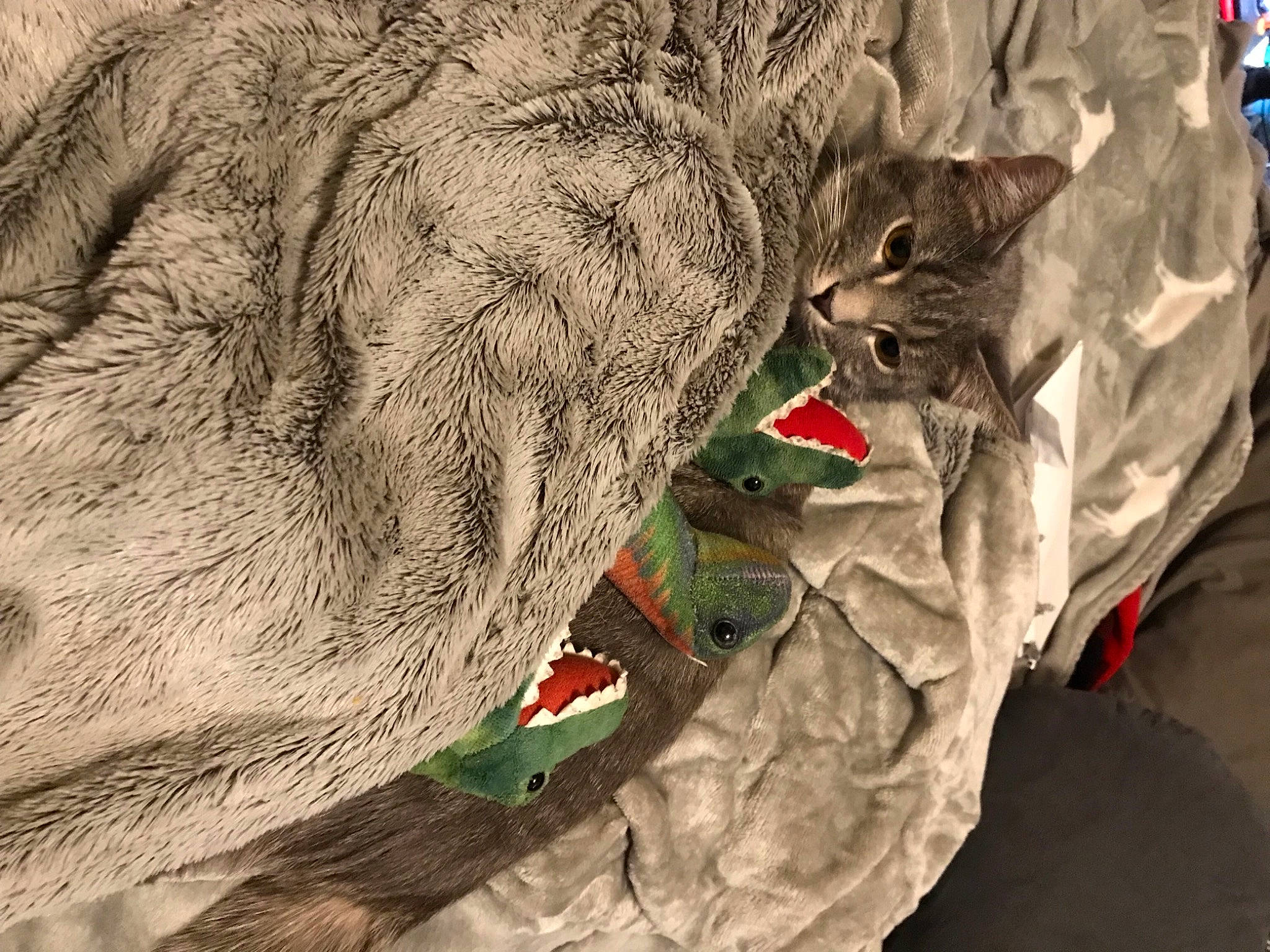 Snowstorm joined the competition — help win amazing prizes! circle, event, felidae, fur, grass, landscape, pattern, rock, rope, soil, terrestrial_animal, whiskers, wildlife, wood, wool