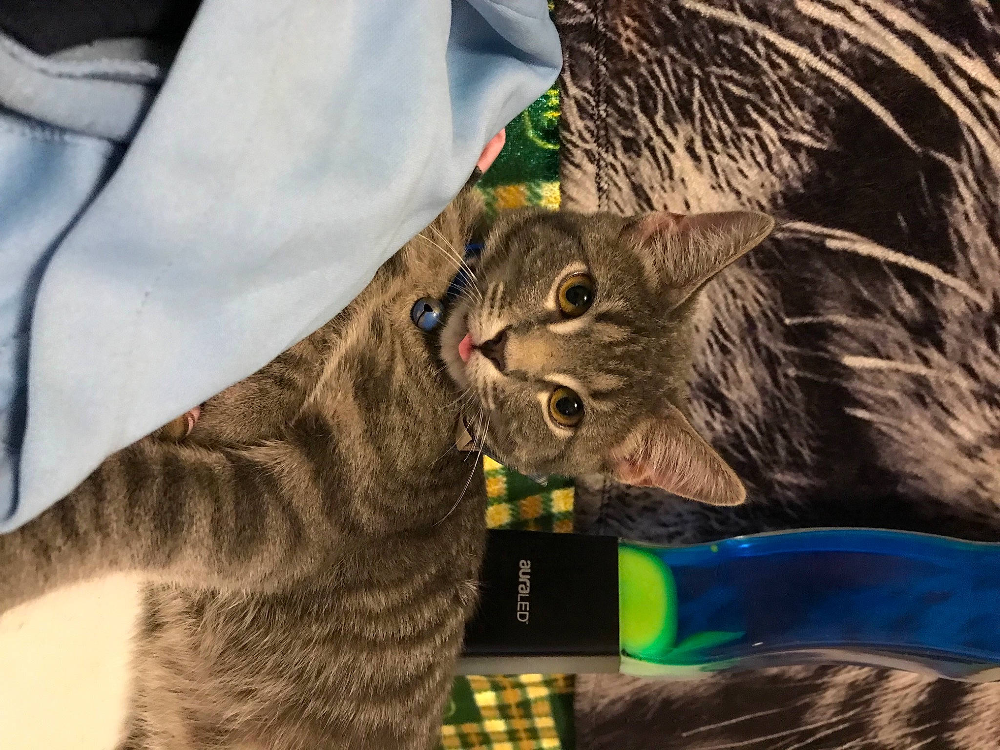 Snowstorm is registered to the contest to win money with this photo: carnivore, cat, claw, domestic_short_haired_cat, electric_blue, fawn, felidae, fur, gesture, organism, paw, small_to_medium_sized_cats, snout, tail, terrestrial_animal, whiskers, wildlife