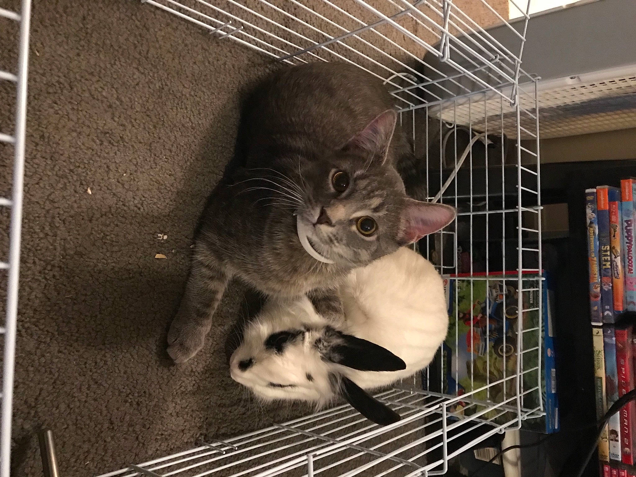 Snowstorm joined the competition — help win amazing prizes! animal_shelter, bookcase, cage, canidae, carnivore, cat, cat_supply, comfort, domestic_short_haired_cat, felidae, fur, kennel, pet_supply, service, shelf, shelving, small_to_medium_sized_cats, snout, tail, whiskers