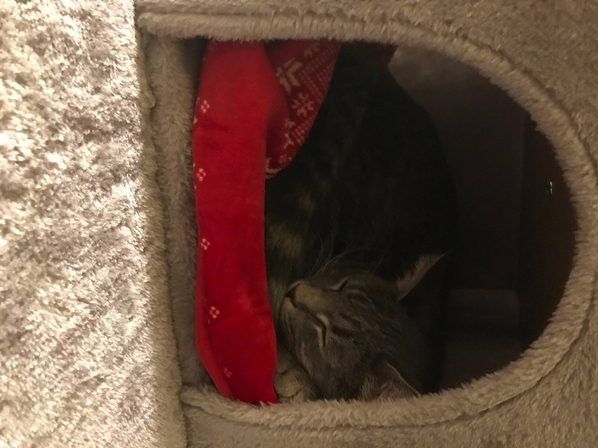 Snowstorm joined the competition — help win amazing prizes! animal_shelter, black_cat, carmine, carnivore, cat, cat_supply, circle, domestic_short_haired_cat, felidae, fur, grey, muroidea, pet_supply, small_to_medium_sized_cats, snout, tail, terrestrial_animal, whiskers, window, wood