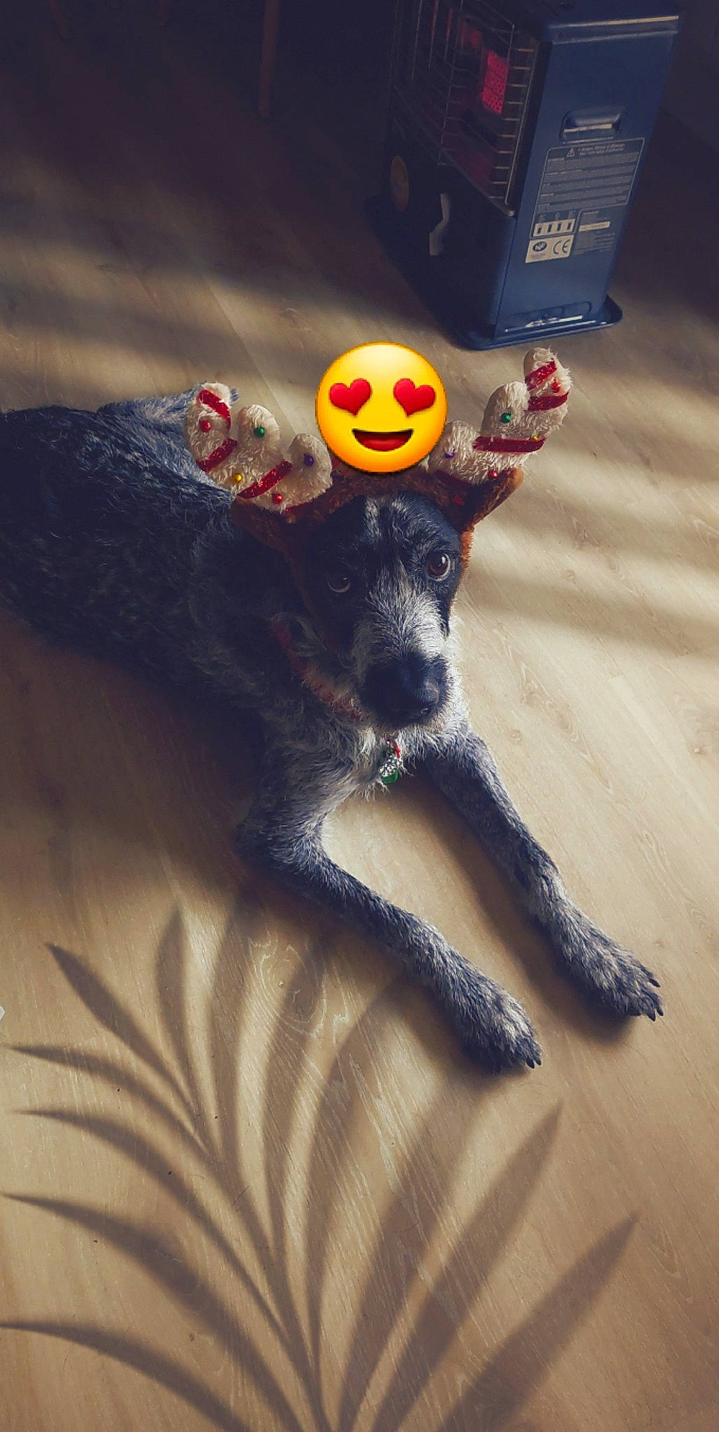 Boss a rejoint le concours — aidez-le/la à gagner de superbes lots ! art, doll, dress, electric_blue, fawn, felidae, fictional_character, figurine, flooring, foot, fur, human_body, paw, pumpkin, shadow, stuffed_toy, tail, toy, whiskers, wood