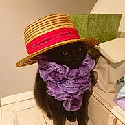 Plumeau a rejoint le concours — aidez-le/la à gagner de superbes lots ! cat, black_cat, hat, straw_hat, purple_scarf, indoor, feline, pet, cute, curious, costume, accessory, wooden_surface, table, decor, animal, sitting, portrait, domestic_animal, cozy