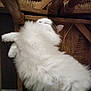 cat, fluffy, white, sleeping, chair, wooden, woven, pet, domestic_animal, cozy, relaxed, feline, fur, indoor, resting, cute, animal, comfort, home, napping