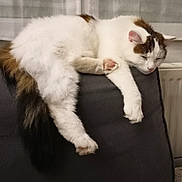 Riuk a rejoint le concours — aidez-le/la à gagner de superbes lots ! cat, fluffy, white, brown, black, sleeping, relaxed, couch, indoor, pet, feline, fur, paw, tail, cozy, resting, animal, domestic, cute, living_room