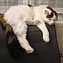cat, fluffy, white, brown, black, sleeping, relaxed, couch, indoor, pet, feline, fur, paw, tail, cozy, resting, animal, domestic, cute, living_room