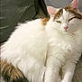 Riuk participe au concours pour gagner de l'argent avec cette photo : cat, fluffy, white_cat, brown_spots, relaxed, indoor, couch, pillow, pet, animal, feline, resting, cute, domestic_cat, soft_fur, sleepy, cozy, living_room, paw, tail