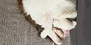 Riuk a rejoint le concours — aidez-le/la à gagner de superbes lots ! cat, sleeping, curled_up, fluffy, white, brown, feline, pet, couch, fabric, cozy, resting, indoor, fur, cute, nap, side_view, relaxing, domestic_animal, corner